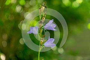 Meadow flowers - beautiful purple bellflowers in the nature.