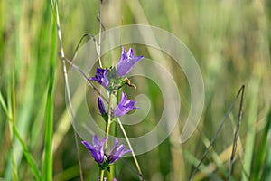 Meadow flowers - beautiful purple bellflowers in the nature.