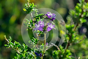 Meadow flowers - beautiful purple bellflowers in the nature.