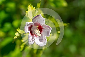 Meadow flowers - beautiful purple flowers in the nature.