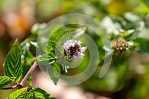 Meadow flowers - beautiful purple flowers in the nature.