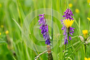 Meadow flowers - beautiful purple flowers in the nature.