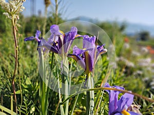 Meadow flowers - beautiful purple flowers in the nature.
