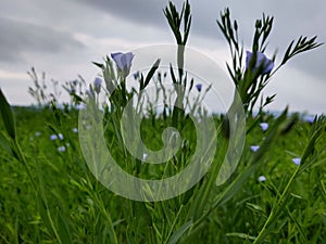 Meadow flowers - beautiful purple flowers in the nature.