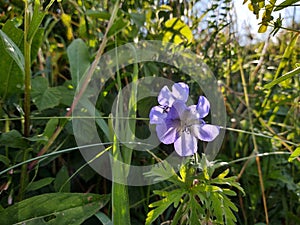 Meadow flowers - beautiful purple flowers in the nature.