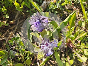 Meadow flowers - beautiful purple flowers in the nature.