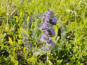 Meadow flowers - beautiful purple flowers in the nature.