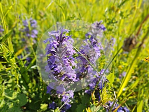 Meadow flowers - beautiful purple flowers in the nature.