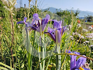 Meadow flowers - beautiful purple flowers in the nature.