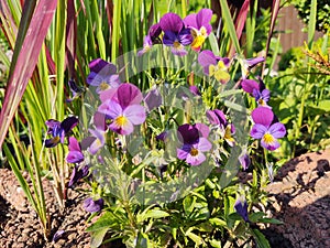 Meadow flowers - beautiful purple viola flowers in the nature.