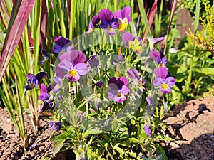 Meadow flowers - beautiful purple viola flowers in the nature.