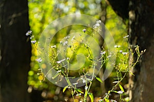 Meadow flowers - beautiful white flowers in the nature.