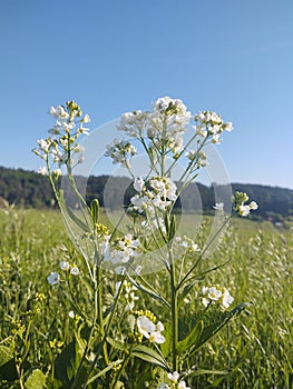 Meadow flowers - beautiful white flowers in the nature.