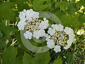 Meadow flowers - beautiful white flowers in the nature.