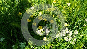 Meadow flowers at spring