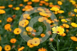 Meadow flowers calendula