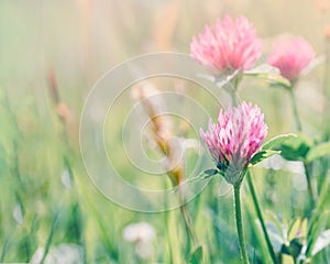 Meadow with flowers of clover