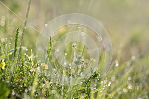 Meadow flowers with dew