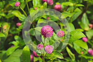 Pink globe amaranth flowers in the garden, close-up.