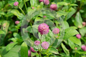 Pink globe amaranth flowers in the garden, close-up.