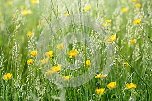 Meadow flowers in grass - buttercup (springtime)