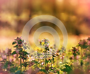 Meadow flowers illuminated by sunlight