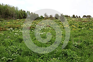 Meadow with flowers at Lago-Naki Plateau