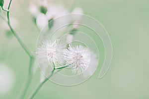 Meadow flowers in morning soft warm light. Vintage autumn natural background