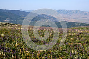 Meadow of flowers on Mount Harrison