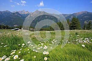 Meadow with flowers and mountain in the background