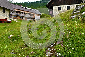 Meadow with flowers and mountain lodge at Lipanca