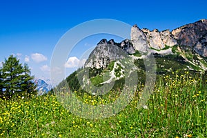 Meadow flowers with mountain range and blue sky in the background. Austrian Alps, Tyrol