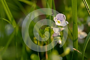 Meadow flowers. Picturesque little flowers on a green meadow