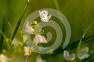 Meadow flowers. Picturesque little flowers on a green meadow