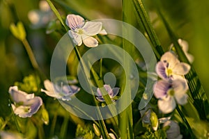 Meadow flowers. Picturesque little flowers on a green meadow