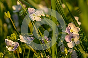 Meadow flowers. Picturesque little flowers on a green meadow