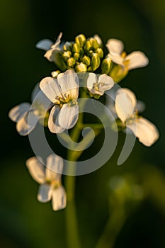 Meadow flowers. Picturesque little flowers on a green meadow