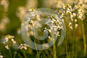 Meadow flowers. Picturesque little flowers on a green meadow