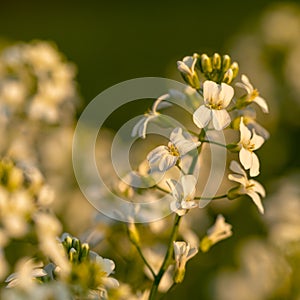 Meadow flowers. Picturesque little flowers on a green meadow