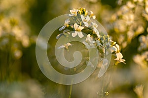 Meadow flowers. Picturesque little flowers on a green meadow