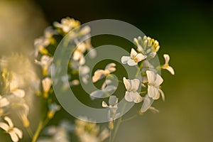 Meadow flowers. Picturesque little flowers on a green meadow