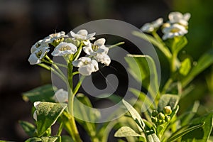 Meadow flowers. Picturesque little flowers on a green meadow