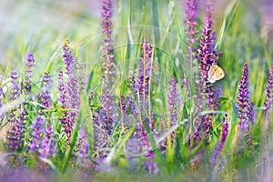 Meadow flowers - purple flowers