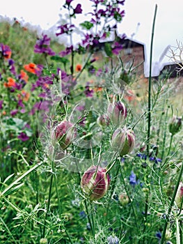 Meadow flowers on a river bank