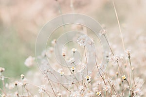 Meadow flowers in soft warm light. Vintage autumn landscape blur