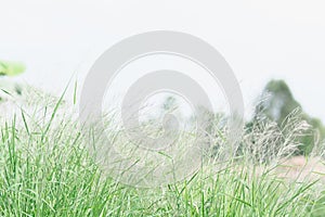 Meadow flowers in soft warm light. Vintage autumn landscape blur