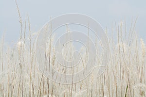 Meadow flowers in soft warm light. Vintage autumn landscape blur