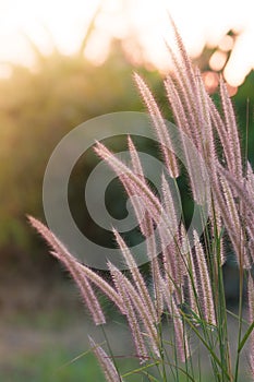 Meadow flowers in soft warm light. Vintage autumn landscape blurry natural background