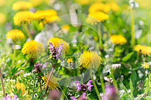 Meadow flowers in spring