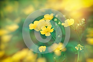 Meadow flowers in spring